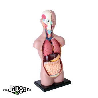 Human torso model with head, 11 psi, 1/2 natural size