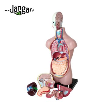 Human torso model with head, 11 psi, 1/2 natural size