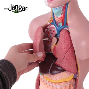 Human torso model with head, 11 psi, 1/2 natural size