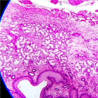 School microscope 600x/luster