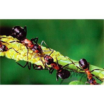 Forest Ecosystem - a package of 28 colourful filmograms with descriptions and work cards