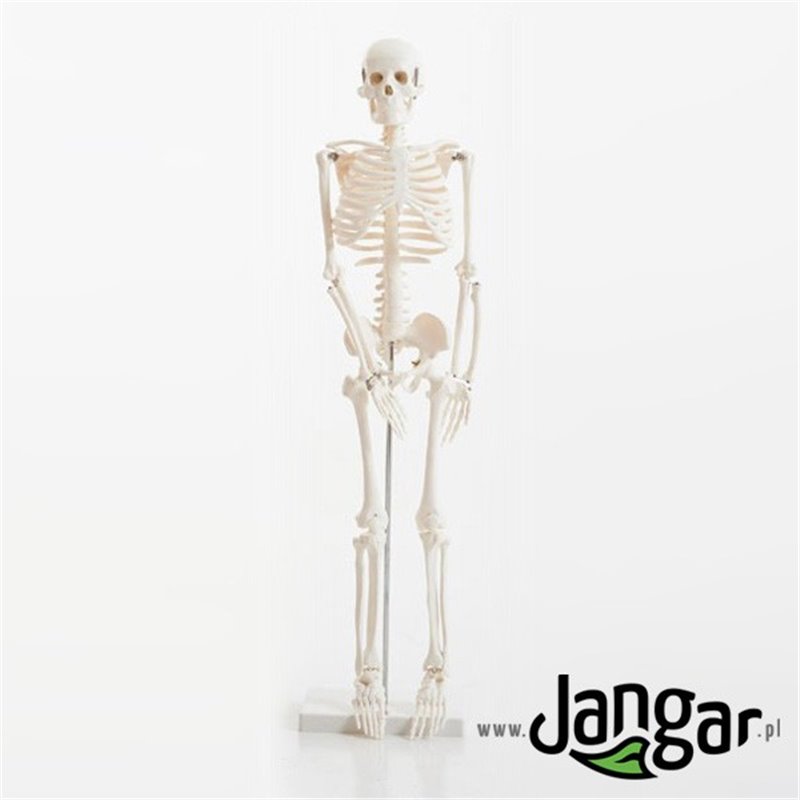 Human skeleton model, 1/2 natural size