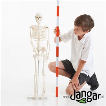 Human skeleton model, 1/2 natural size