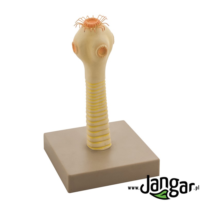 Armed tapeworm head model