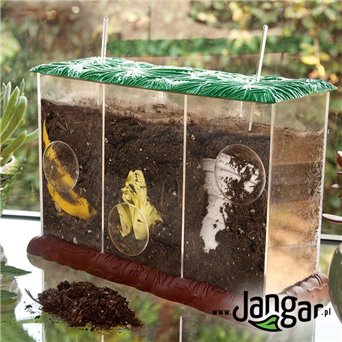 3-chamber container with magnifiers for biodegradation