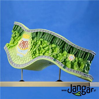 Leaf structural model, 3-dimensional