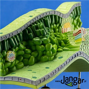 Leaf structural model, 3-dimensional