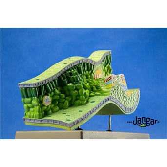 Leaf structural model, 3-dimensional