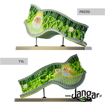 Leaf structural model, 3-dimensional