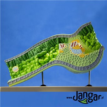 Leaf structural model, 3-dimensional