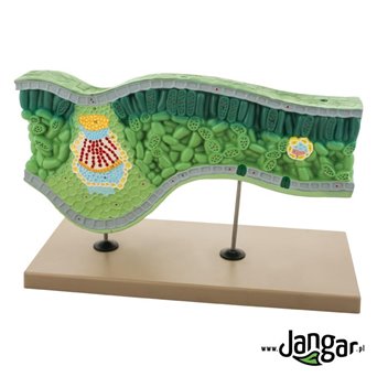 Leaf structural model, 3-dimensional