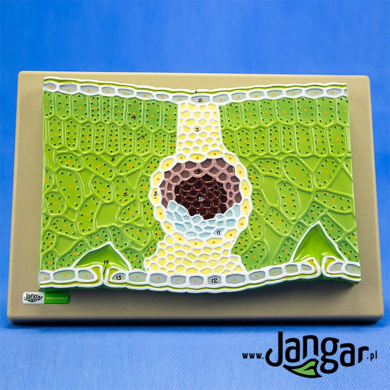 Dicotyledon leaf relief model