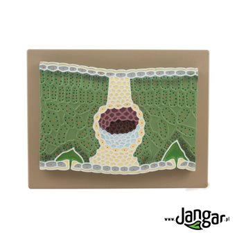 Dicotyledon leaf relief model