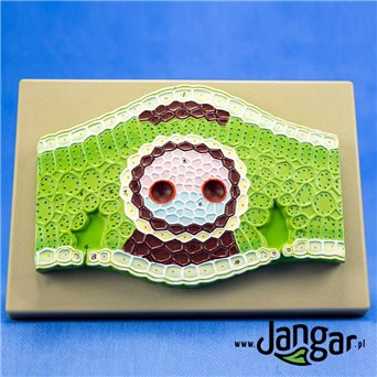 Model reliefowy liścia rośliny jednoliściennej