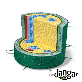Model- stem section of a dicotyledon plant