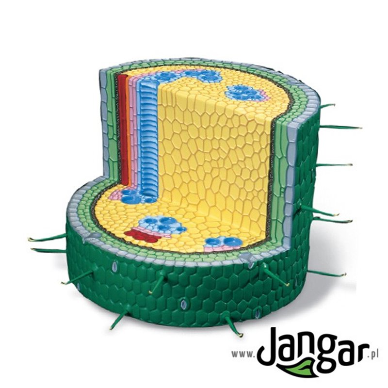 Model-przekrój łodygi rośliny dwuliściennej
