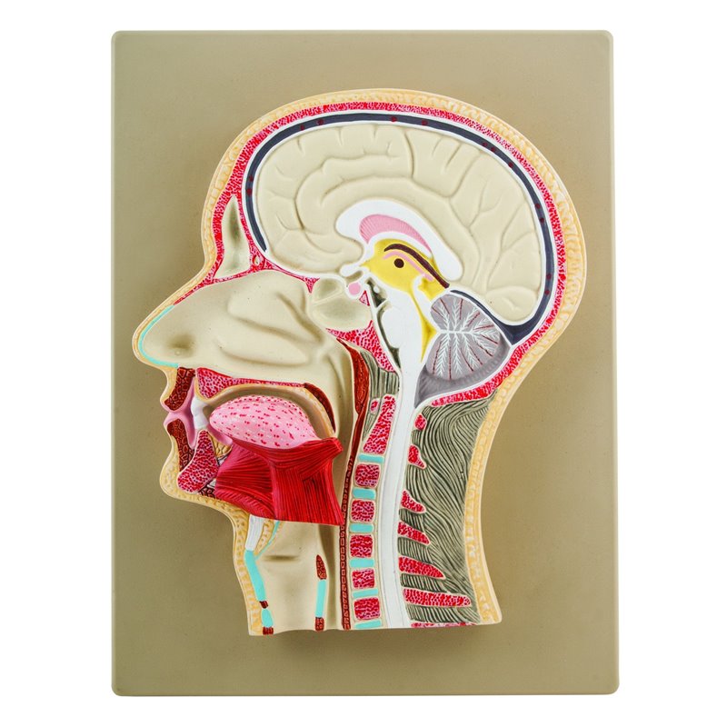 Side section of human head, relief model