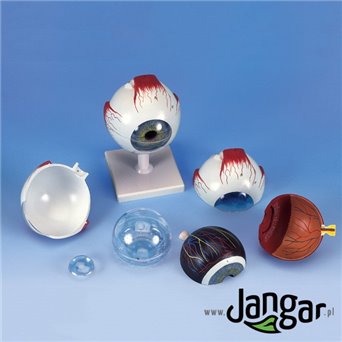 Human eye model, 4x, 6-part