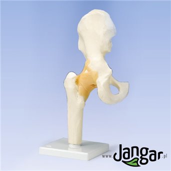 Joint model, movable-hip