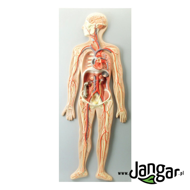 Human cardiovascular system - relief model, general