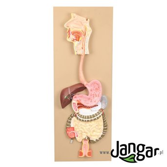 Human digestive system - a set of models on the board, basic