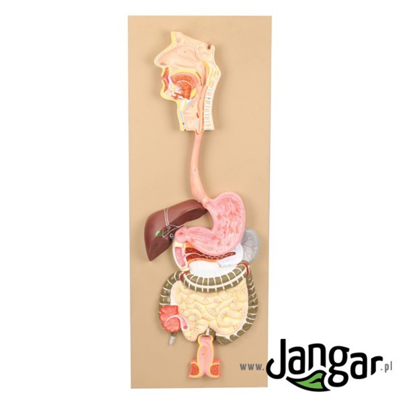 Human digestive system - a set of models on the board, basic