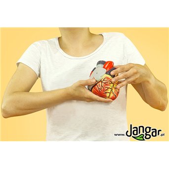 Lifesize Human Heart Model, 2-piece, Basic