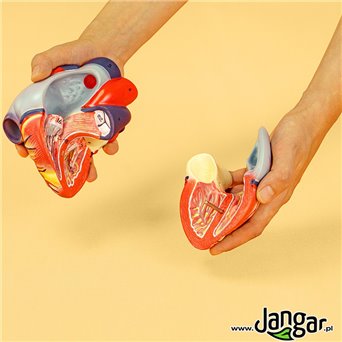 Lifesize Human Heart Model, 2-piece, Basic