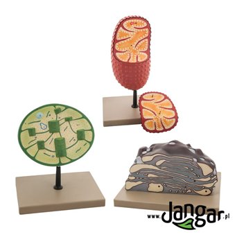 3 cellular organelles models