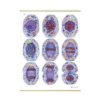 Wall board: Mitosis, 84x118 cm