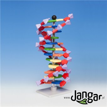 Model DNA – podstawowy
