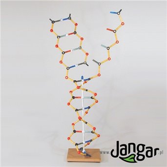 Economic DNA model