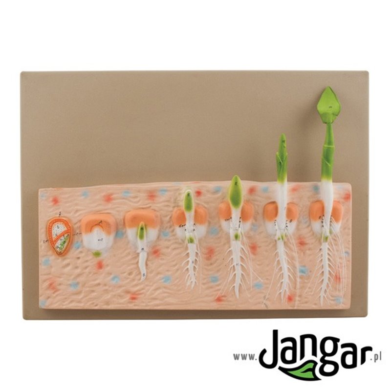 Germination of monocotyledonous plant seed - relief model