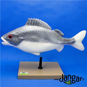 Prepared fish model