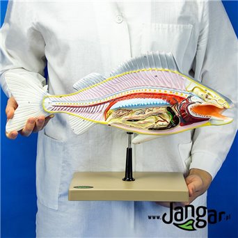 Prepared fish model