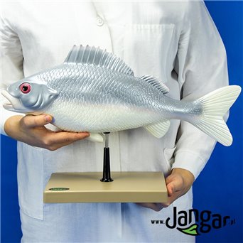 Prepared fish model
