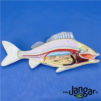 Prepared fish model