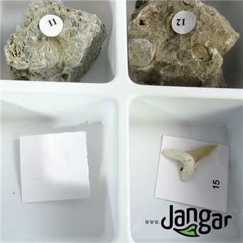 Collection - Creation of fossils - Types of phosphorescence