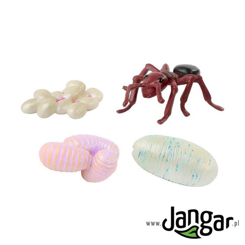 Model set: Ants' life cycle