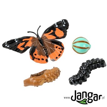 Model Set: Butterfly Life Cycle
