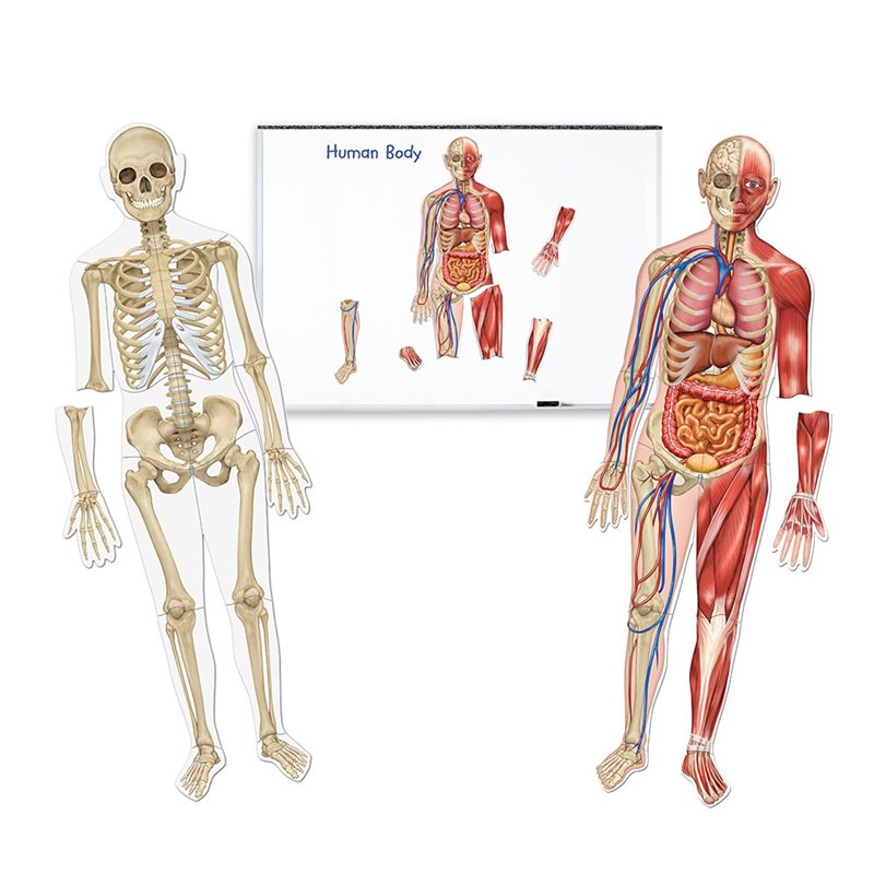 Human structure - colourful magnetic set