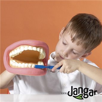 A model for learning oral hygiene - soft