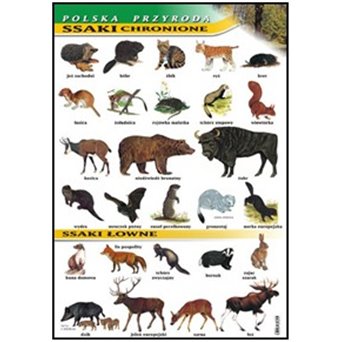 Wall Chart: Protected and Game Mammals – Polish Nature