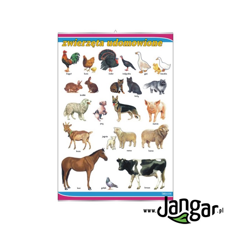 Wall board: Domesticated animals, 70x100 cm