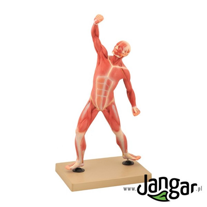 General model of human musculature, 1/4 UKN.