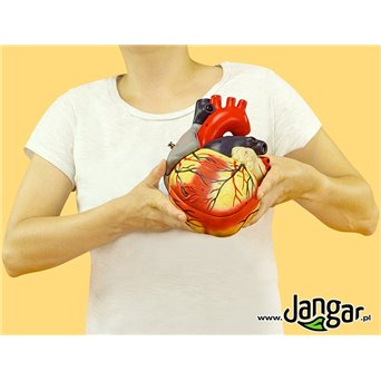 Human heart model, 4-part, enlarged 2-fold