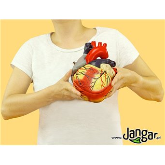 Model serca ludzkiego, 4-cz., wielkość naturalna