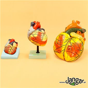 Human heart model, 4-part, enlarged 2-fold