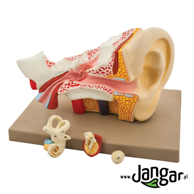 School model of the human ear, 4x, 4cz.