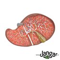 Cross-sectional model of the human liver